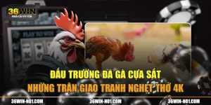 Đấu Trường Đá Gà Cựa Sắt Những Trận Giao Tranh Nghẹt Thở 4K
