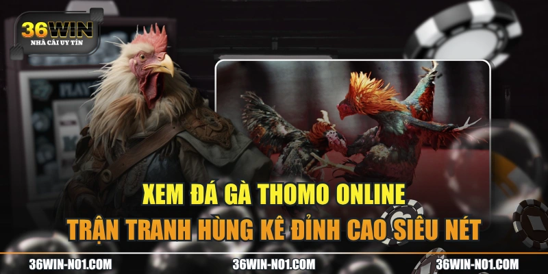 Xem Đá Gà Thomo Online Trận Tranh Hùng Kê Đỉnh Cao Siêu Nét