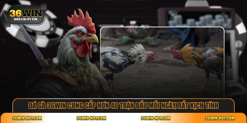 Đá gà 36WIN cung cấp hơn 40 trận đấu mỗi ngày, rất kịch tính
